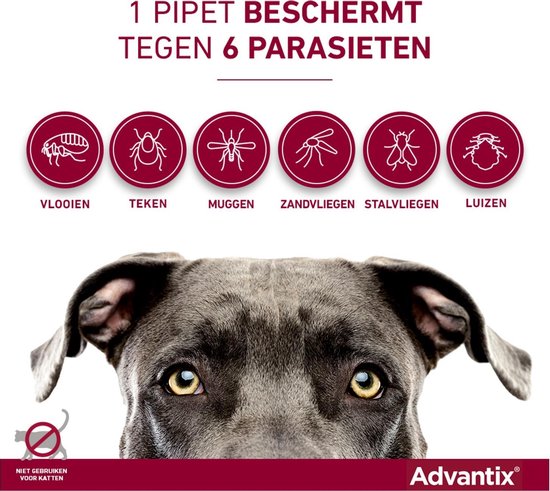 Grijze hond kijkt omhoog. 1 pipet beschermt tegen vlooien, teken, muggen, zandvliegen, stalvliegen en luizen.