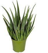 FloriaFor - Aloe Vera - - ↨ 60cm - ⌀ 21cm
