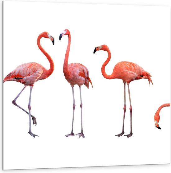 Dibond - Rij Roze Flamingo's op Witte Achtergrond - 100x100cm Foto op Aluminium (Met Ophangsysteem)