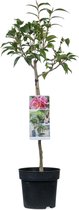 Japanse Roos op stam - Camelia cuspidata Spring Festival - 85cm