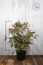 10 stuks | Glansmispel 'Red Robin' Pot 60-80 cm Extra kwaliteit - Vruchtdragend - Wintergroen - Bloeiende plant - Makkelijk te snoeien