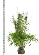 5 stuks | Fargesia 'Jumbo' Kluit 150-175 cm - Groeit breed uit - Snelle groeier - Zeer winterhard