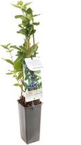 Blauwe Honingbes Sinoglaska - Lonicera caerulea kamtschatica - kleinfruit - zelf fruit kweken - fruitstruik - 60cm hoog