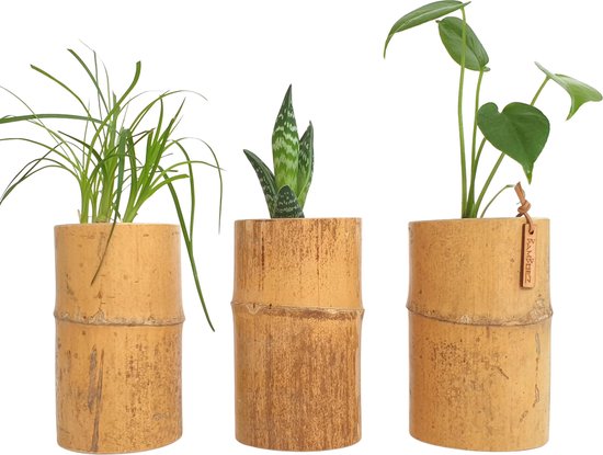 Bamboez bloempotten / plantenpotten voor binnen - c.a. ↕ 3x 15 cm ↔ 8-10 cm  Ø 6 cm -... | bol.com