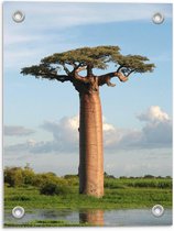 Tuinposter – Baobab Boom in Groot Grasveld - 30x40cm Foto op Tuinposter  (wanddecoratie voor buiten en binnen)
