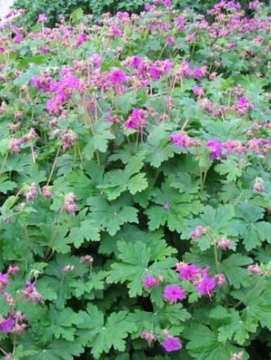 Foto: 6x ooievaarsbek geranium macr czakor p9 pot 9x9 