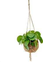 Kokodama - Pilea Peperomioides 'Pannenkoek plant' - ⌀17 cm in pot - Kamerplant - Hangplant - Cadeau - Housewarming