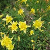 6x Akelei (Aquilegia chrysantha 'Yellow Queen') - P9 pot (9x9)