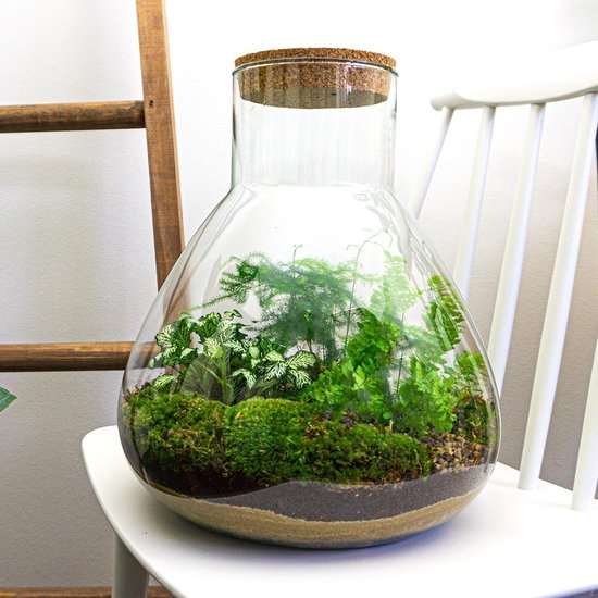 Draaien vervagen kleding Mini-Ecosysteem | 35 cm hoog - Zelfvoorzienende planten in fles - Terrarium  met... | bol.com