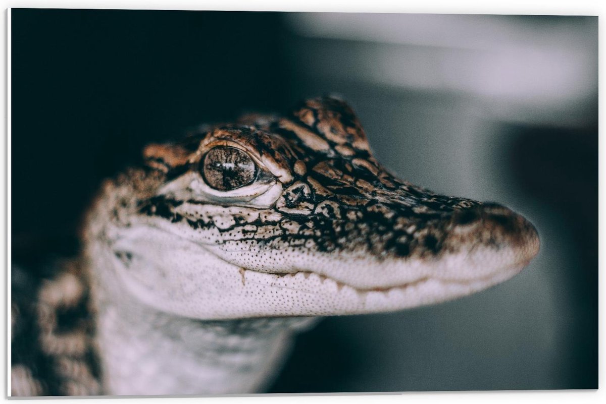 Forex - Kop van een Baby Krokodil  - 60x40cm Foto op Forex
