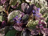 6x Kruipend zenegroen (Ajuga reptans 'Burgundy Glow') - P9 pot (9x9)