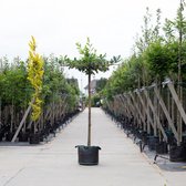 Laurierkers kruisdak ‘Prunus laurocerasus’ Stamhoogte 210 cm stamomtrek 10-14 cm totaalhoogte 210-230 cm