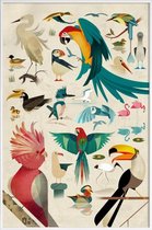 JUNIQE - Poster in kunststof lijst Vintage vogels -30x45 /Kleurrijk