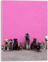 Acrylglas - Soorten Honden op Roze Achtergrond - 30x40cm Foto op Acrylglas (Met Ophangsysteem)