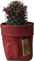 de Zaktus - Pink Senorita - cactus in bloei - paper bag Toscana - Maat S