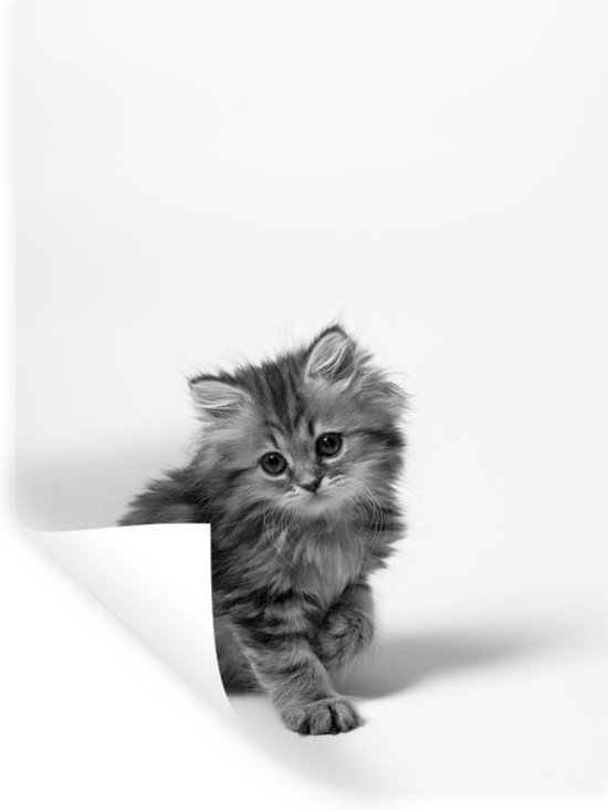 Helaas Buiten Lokken Muursticker Kittens in zwart wit - Kitten met witte achtergrond - 120x160  cm -... | bol.com