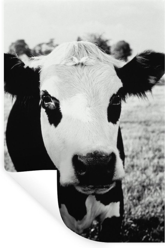 Autocollant Vache Pour Voiture Et Surfaces Lisses - Décoration Amusante