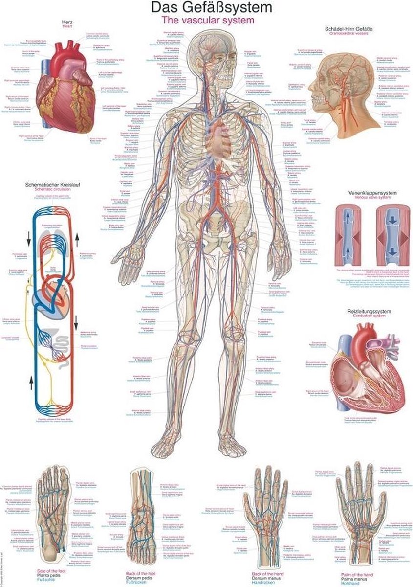 Erler-Zimmer Het menselijk lichaam - anatomie poster bloedsomloop (papier, 50x70 cm) zonder ophangsysteem