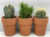 Cactus- Cactus  mix 3 soorten-10.5 cmØ- terracotta pot- Pilocereus Azereus- Echinocactus Grusonii- Opuntia Subulata
