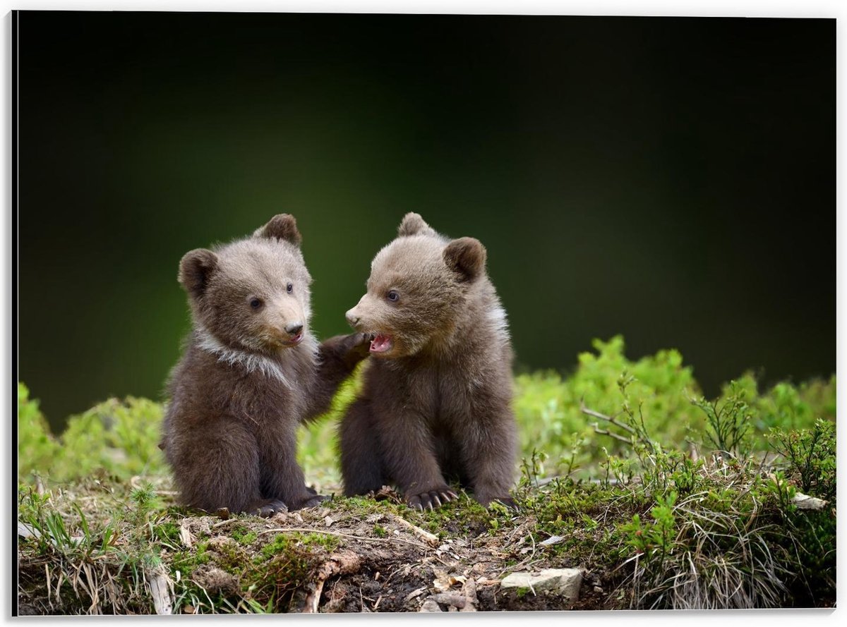 Dibond - Schattige Baby Beren - 40x30cm Foto op Aluminium (Wanddecoratie van metaal)