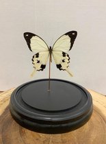 Vtw Living - Vlinder in Glazen Stolp - Vlinders - Wit - 18 cm hoog