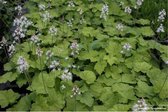 12 x Tiarella cordifolia- Perzische muts in pot 9x9 cm