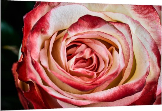 Dibond - Close Up van Wit met Rode Roos - Foto op Aluminium (Wanddecoratie van metaal)