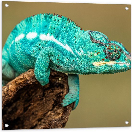 Tuinposter – Fel Blauwe Kameleon  - 80x80cm Foto op Tuinposter  (wanddecoratie voor buiten en binnen)