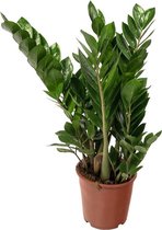 Zamioculcas 75 cm