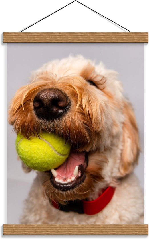 Schoolplaat – Blonde Labradoodle Hond met Tennisballetje - 30x40cm Foto op Textielposter (Wanddecoratie op Schoolplaat)