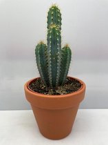 Cactus en succulenten mix- 5.5cmØ- 5-10cm hoog- 40 stuks