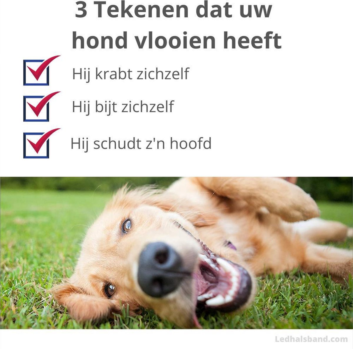 100 natuurlijke vlooienband voor honden ROOD teken en vlooien zonder...