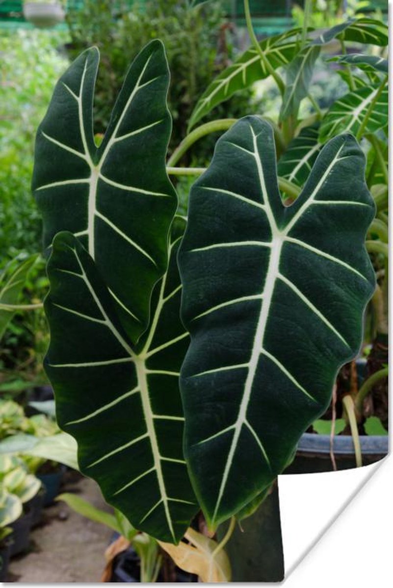 bol.com | Prachtige en uitzonderlijke bladeren van de alocasia Poster