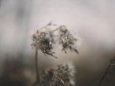 Nederlandse fotografen: najaar klein door J.C. Moyer op canvas, formaat is 75x100 CM