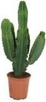 Plantjescoren.nl Euphorbia cactus