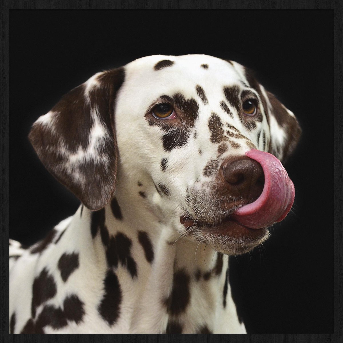 Schilderij - Dalmatiër - hond - Collectie faces - Forex met zwarte lijst - 74x74cm