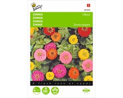 Zinnia Lilliput mix - Zinnia elegans