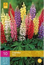 X 10 LUPINUS MIX I