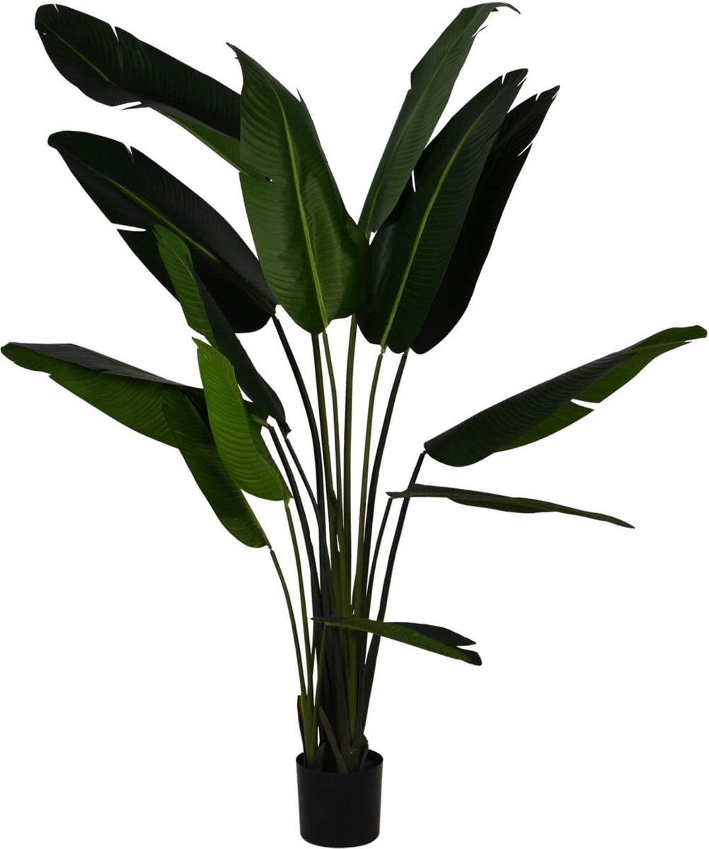 Strelitzia Nicolai - 220cm
