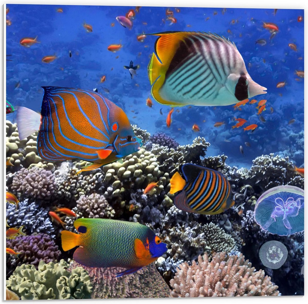 Forex - Tropische Vissen in Aquarium - 50x50cm Foto op Forex
