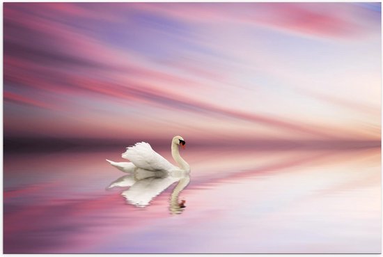 Poster – Witte Zwaan op het Roze Water - 90x60cm Foto op Posterpapier