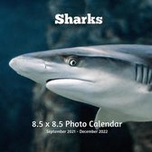 Sharks 8.5 X 8.5 Calendar September 2021 -December 2022