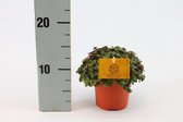 Varen van Botanicly – Callisia Turtle – Hoogte: 15 cm