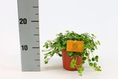 Kamerplant van Botanicly – Kanonplantje – Hoogte: 20 cm – Pilea Depressa Sao Paulo