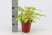 Kamerplant van Botanicly – Philodendron Xanadu – Hoogte: 40 cm