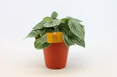 Kamerplant van Botanicly – Dwergpeper – Hoogte: 25 cm – Peperomia obtusifolia