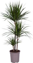 Kamerplant van Botanicly – Drakenboom – Hoogte: 130 cm – Dracaena Marginata