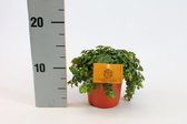 Kamerplant van Botanicly – Vetkruid – Hoogte: 15 cm – Sedum Makinoi