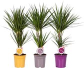 Kamerplanten van Botanicly – 3 × Drakenboom – Hoogte: 80 cm – Dracaena Marginata