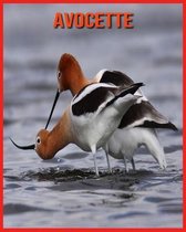Avocette